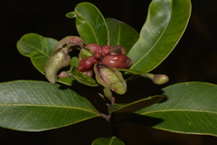 Tristaniopsis laurina