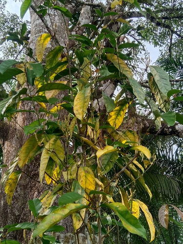 Gnetum gnemon observed 2026-10-17