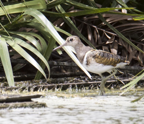 Rostratula benghalensis observed 2026-10-16