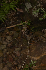 Tristaniopsis laurina