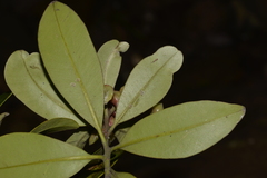 Tristaniopsis laurina