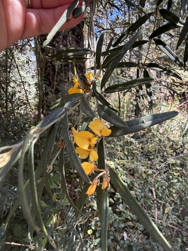 Oxylobium arborescens observed 2026-10-17