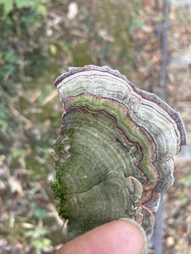 Microporus affinis observed 2026-10-17