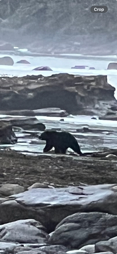 Black Bear sighting near Langley