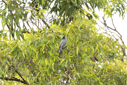 Coracina lineata observed 2026-10-16