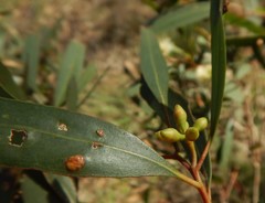 Eucalyptus odorata