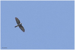 Accipiter bicolor