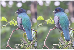 Trogon curucui