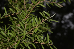 Leptospermum petersonii