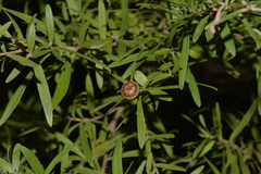 Leptospermum petersonii