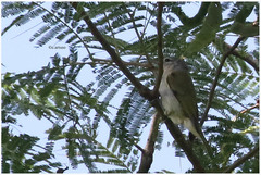 Conirostrum speciosum