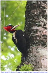 Campephilus leucopogon