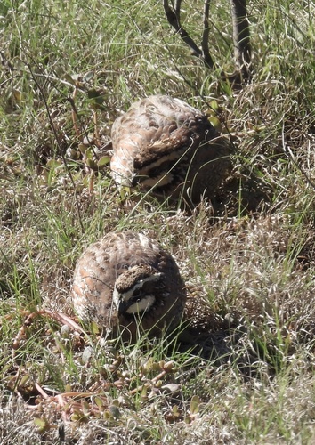 Northern Bobwhite observed by ptcrawford