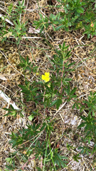 Potentilla erecta