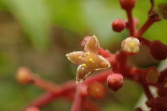 Pseudocayratia pengiana