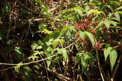 Pseudocayratia pengiana