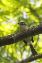 Phylloscartes ventralis