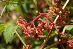 Pseudocayratia pengiana