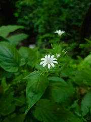 Stellaria nemorum