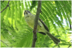 Phylloscartes ventralis