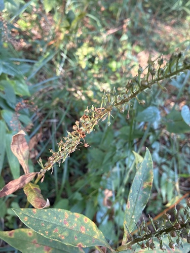 Lysimachia clethroides observed 2026-10-17