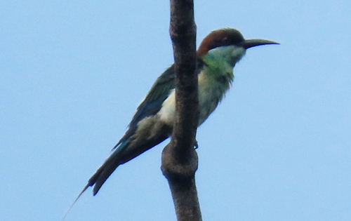 Merops viridis observed 2026-10-17