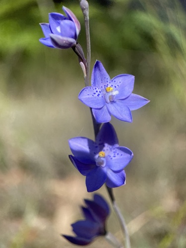 spotted sun-orchid