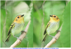 Poecilotriccus plumbeiceps