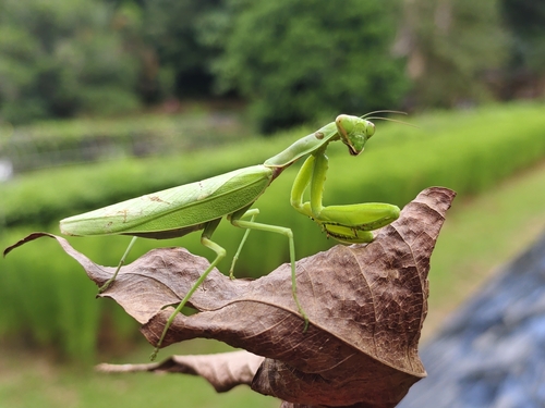 Giant Asian Mantis