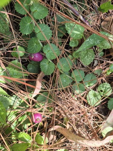 Lobelia nummularia observed 2026-10-17