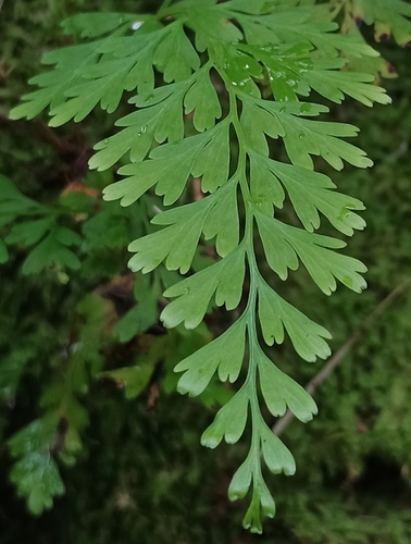 Odontosoria chinensis observed 2026-10-16