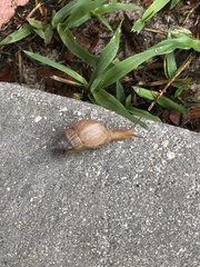 Bulimulus bonariensis image