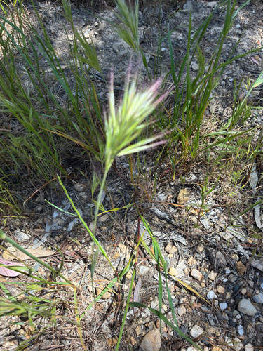 Bromus rubens observed 2026-10-17