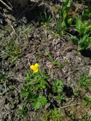 Ranunculus polyanthemos