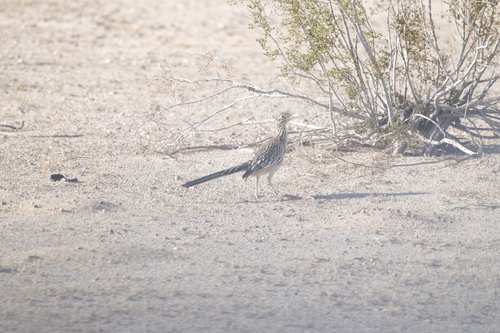 Greater Roadrunner observed by leef