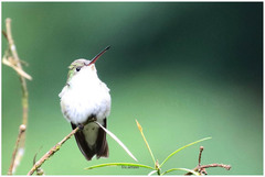 Elliotomyia chionogaster
