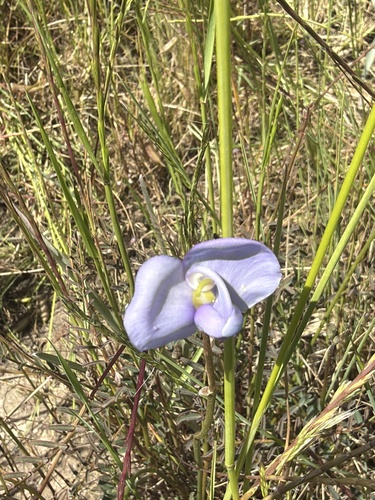 Swainsona procumbens observed 2026-10-17