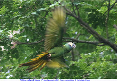 Primolius auricollis