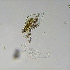 Cephalodella sterea