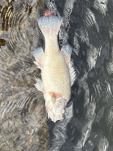 Golden Perch