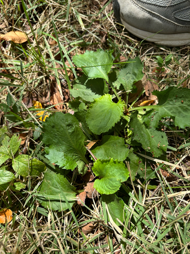 Packera obovata, 2026-10-12