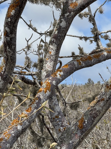 Bursera graveolens observed 2026-09-27