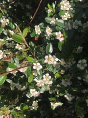 Cotoneaster dammeri