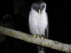 Strix nigrolineata