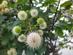 Cephalanthus tetrandra
