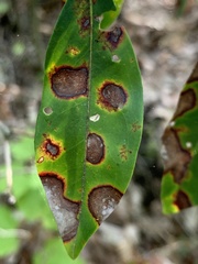 Diaporthe kalmiae