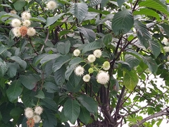 Cephalanthus tetrandra