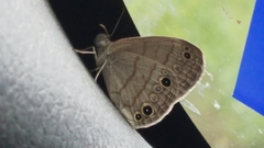 Hermeuptychia sosybius