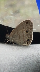 Hermeuptychia sosybius