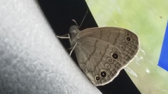 Hermeuptychia sosybius